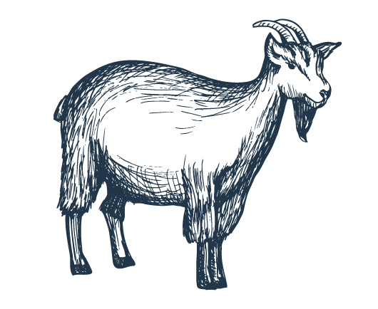 Illustration chèvre - Ekia